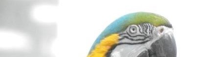 Erie Zoo Macaw v2