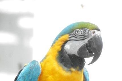 Erie Zoo Macaw v2
