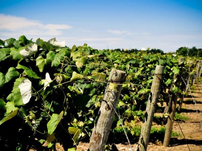 PennShore Vineyards courtesy Art Becker