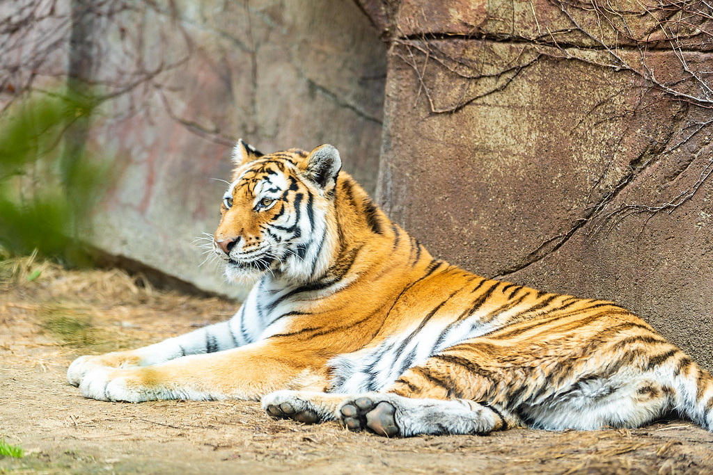 Erie Zoo Tiger 2 v2