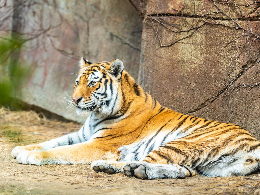 Erie Zoo Tiger 2 v2