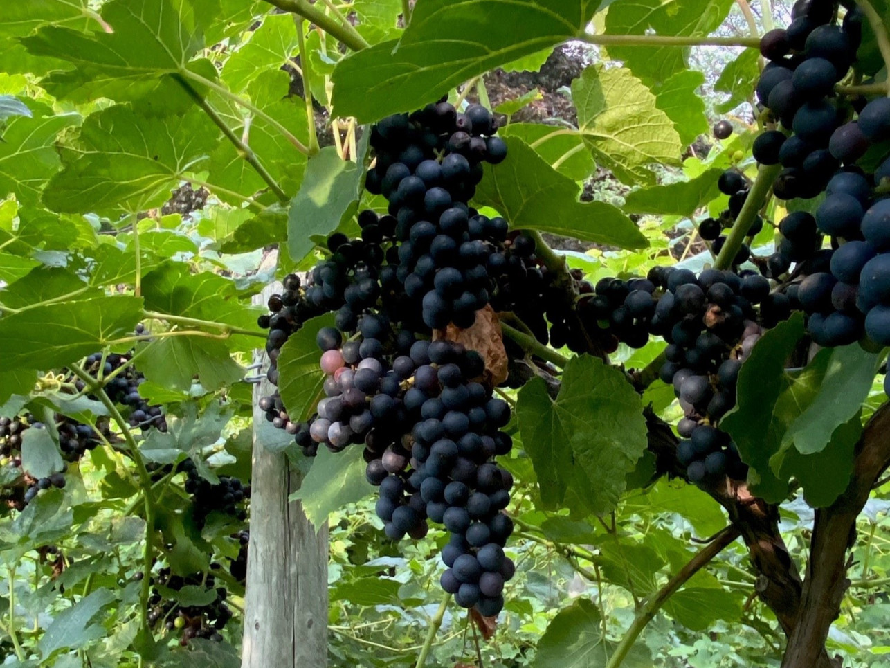grapes in north east mm 2023 horizontal