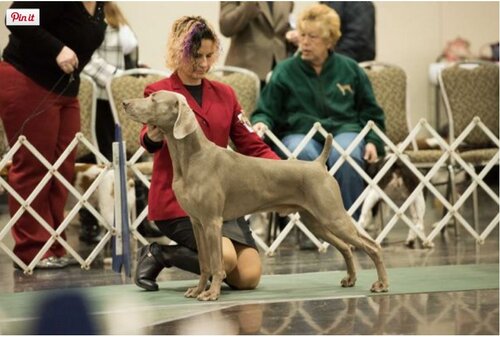 Erie Kennel Club All-Breed Dog Show