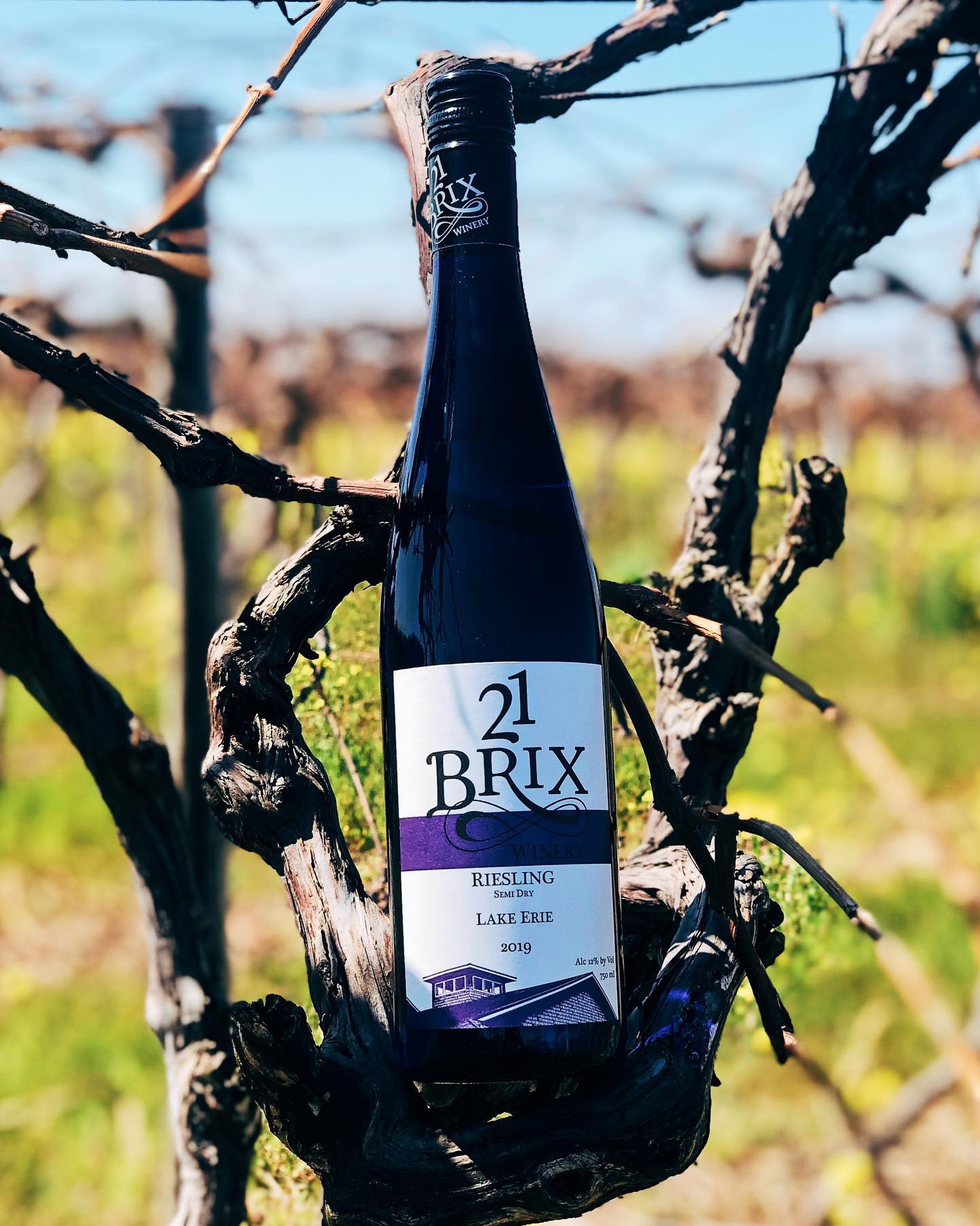 21 Brix Winery's Vineyard Walks 