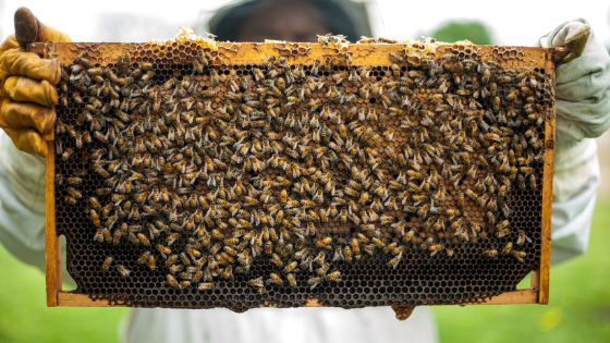 Backyard Beekeeping - One Day Workshop