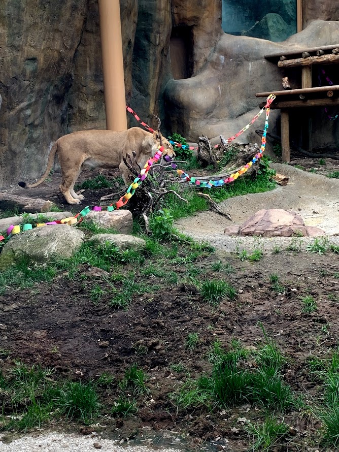 Enrichment Extravaganza at the Erie Zoo