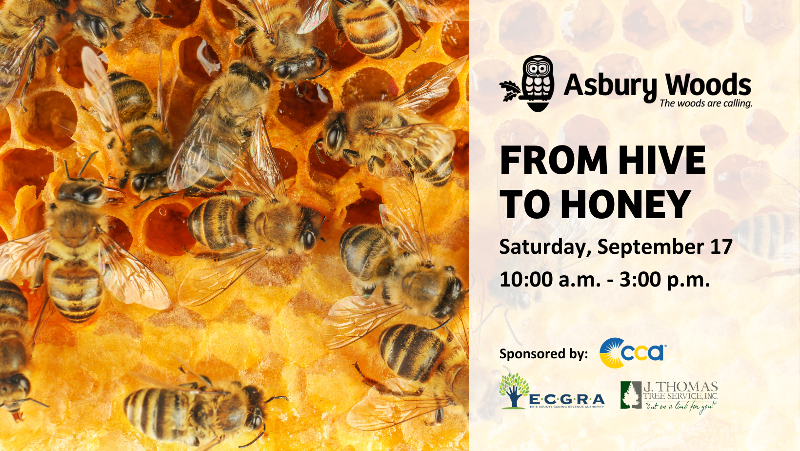 From Hive to Honey: The Honey Bee Story