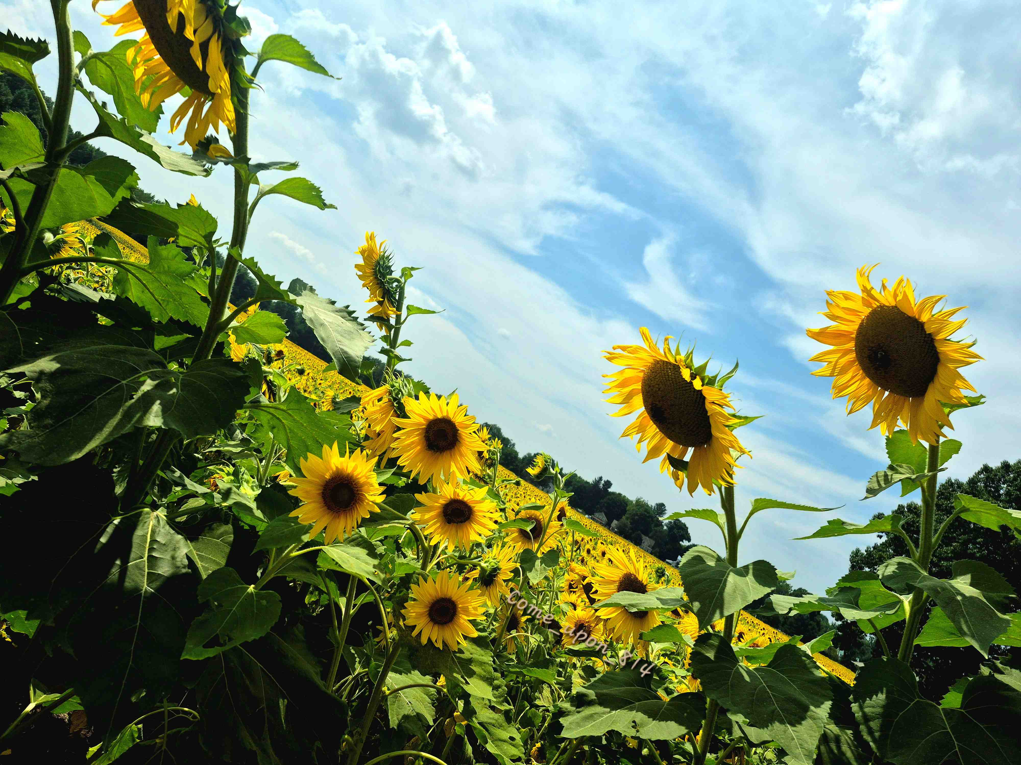 Girard Sunflower Festival