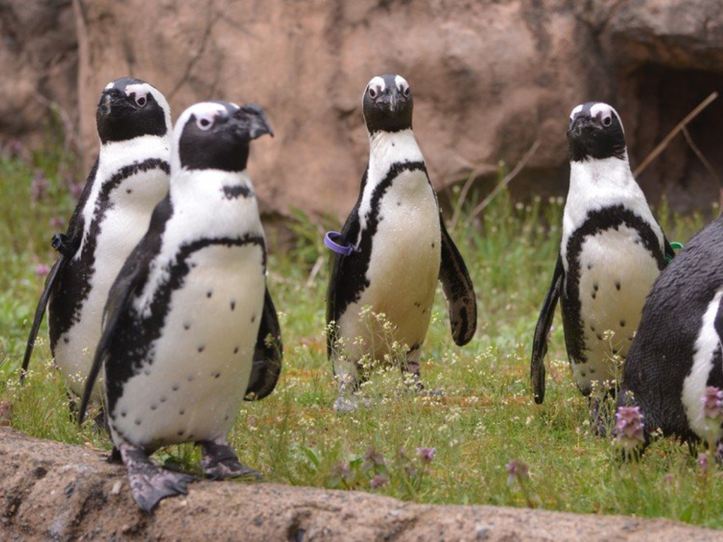 Winter Wonderland at the Erie Zoo