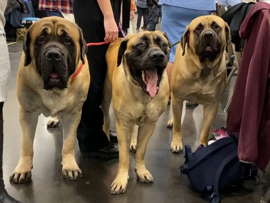 (Canceled) Erie Kennel Club All-Breed Dog Show 2026