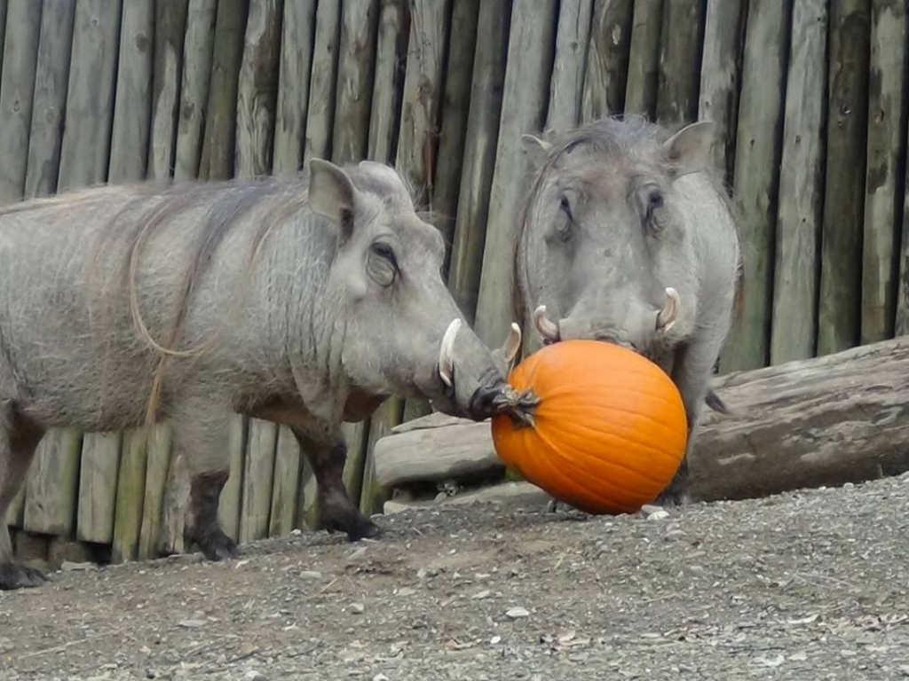 ZooBOO at the Erie Zoo