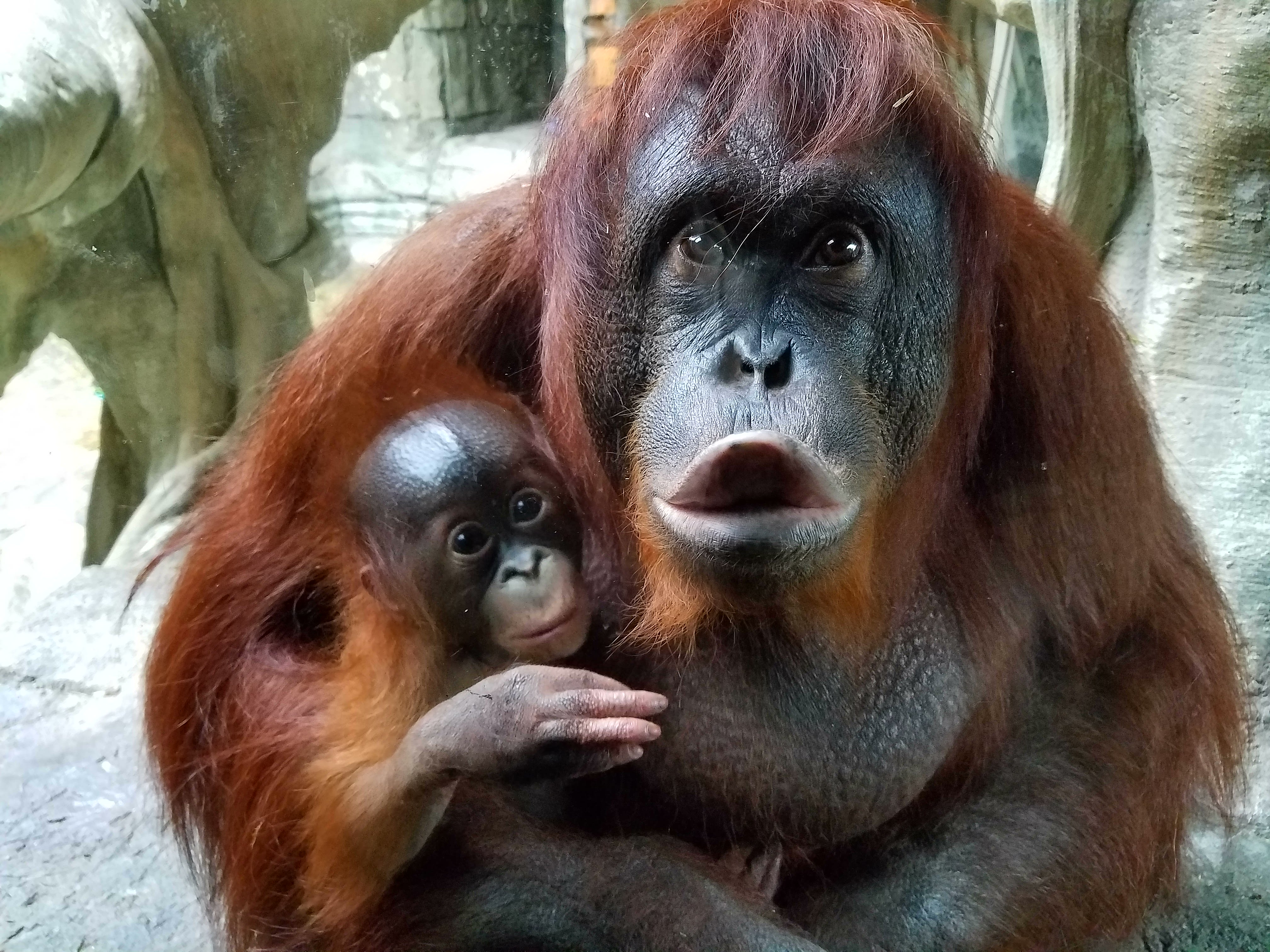 World Orangutan Day