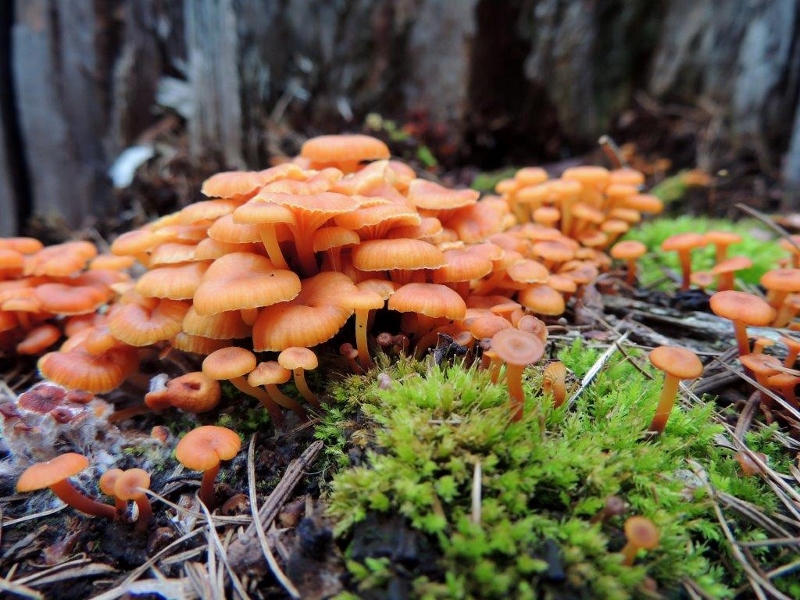 Asbury Woods Mushroom Hike