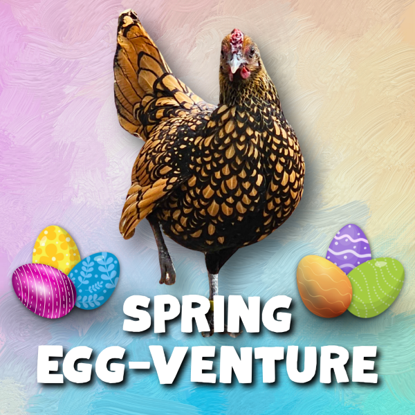 Spring Egg-venture