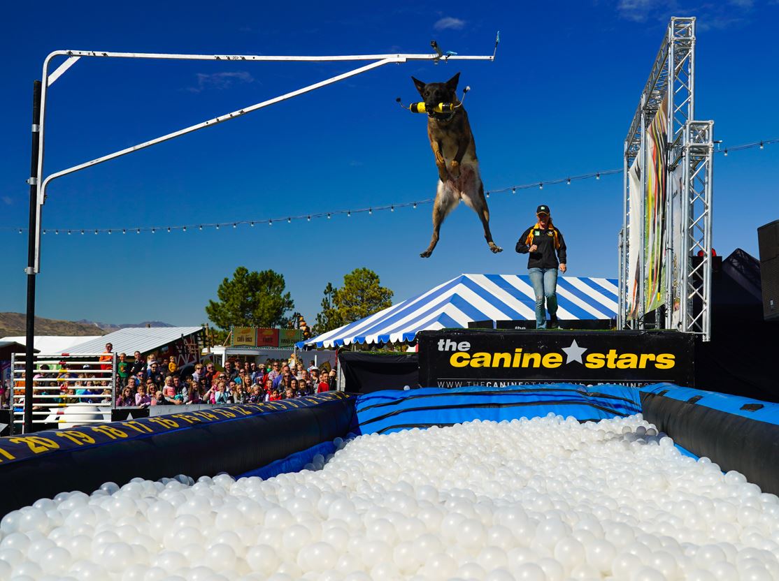 Canine Stars Stunt Show 